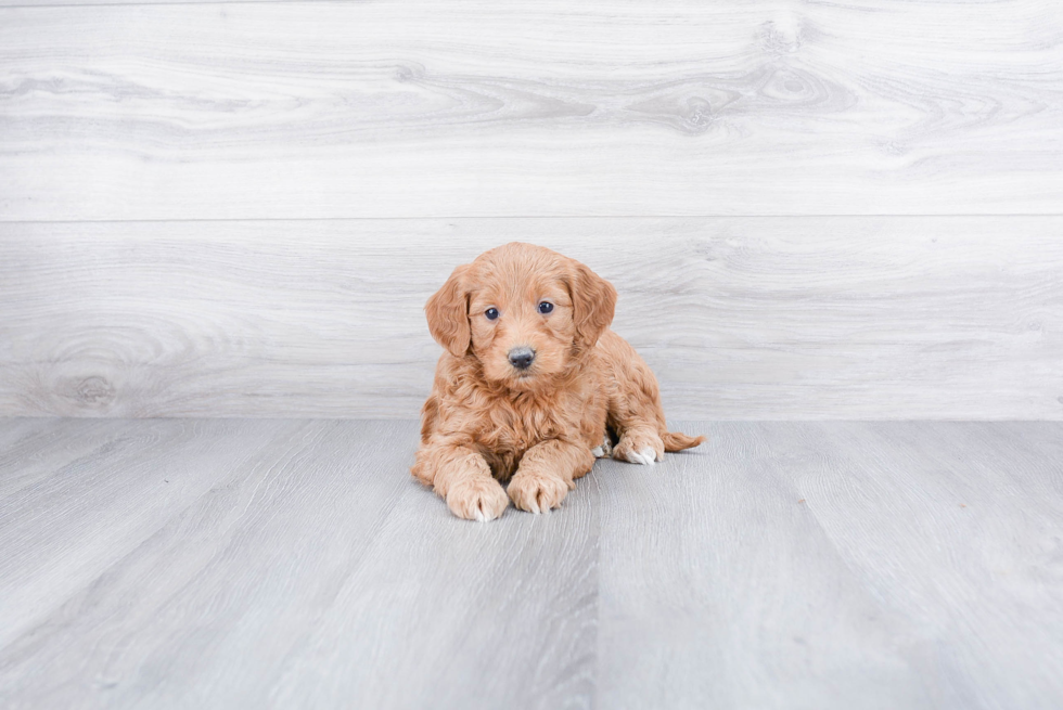 Energetic Golden Retriever Poodle Mix Puppy