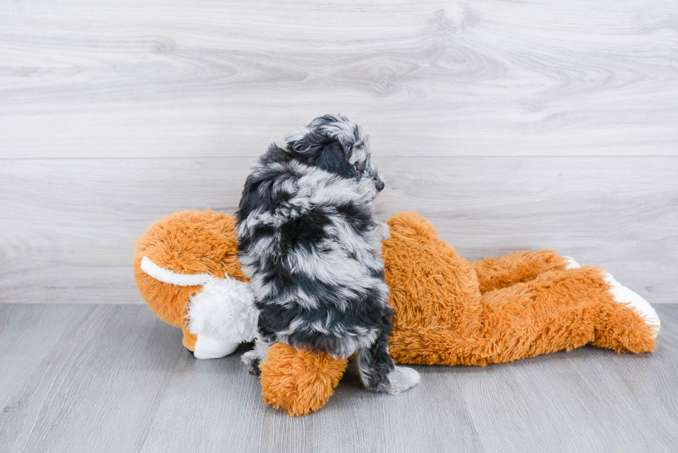 Playful Aussiepoo Poodle Mix Puppy