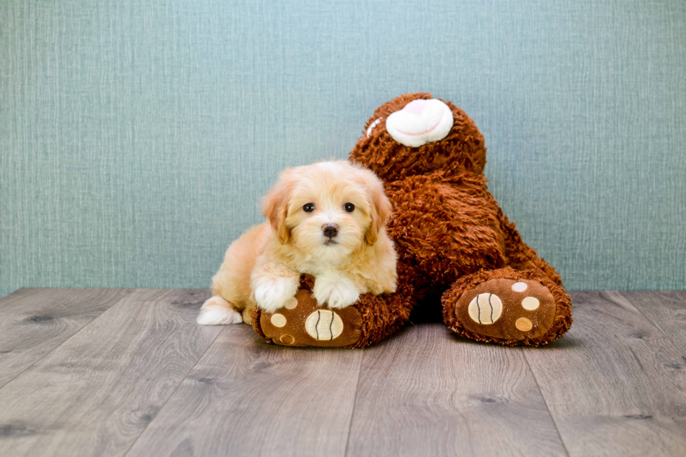 Happy Maltipoo Baby