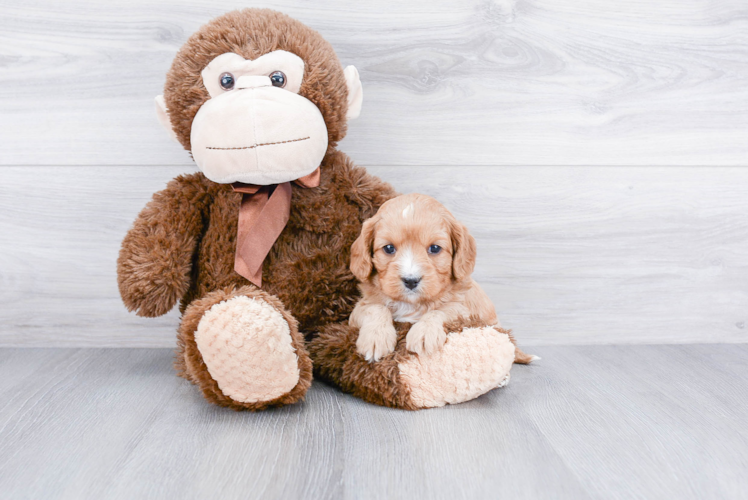 Cavapoo Pup Being Cute