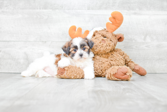 Happy Teddy Bear Baby