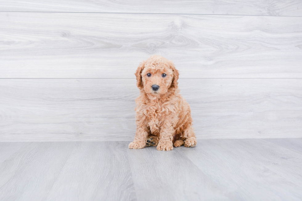 Adorable Golden Retriever Poodle Mix Puppy