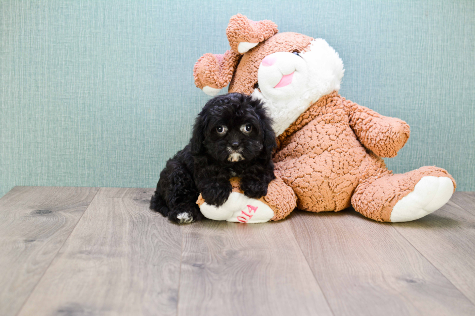 Petite Cavapoo Poodle Mix Pup