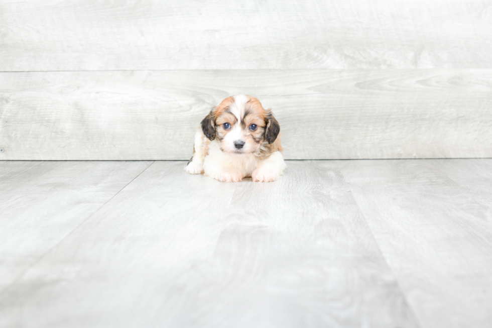 Cavachon Pup Being Cute