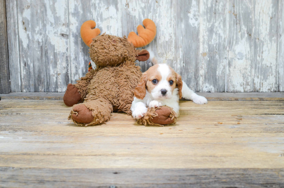 Cavalier King Charles Spaniel Puppy for Adoption