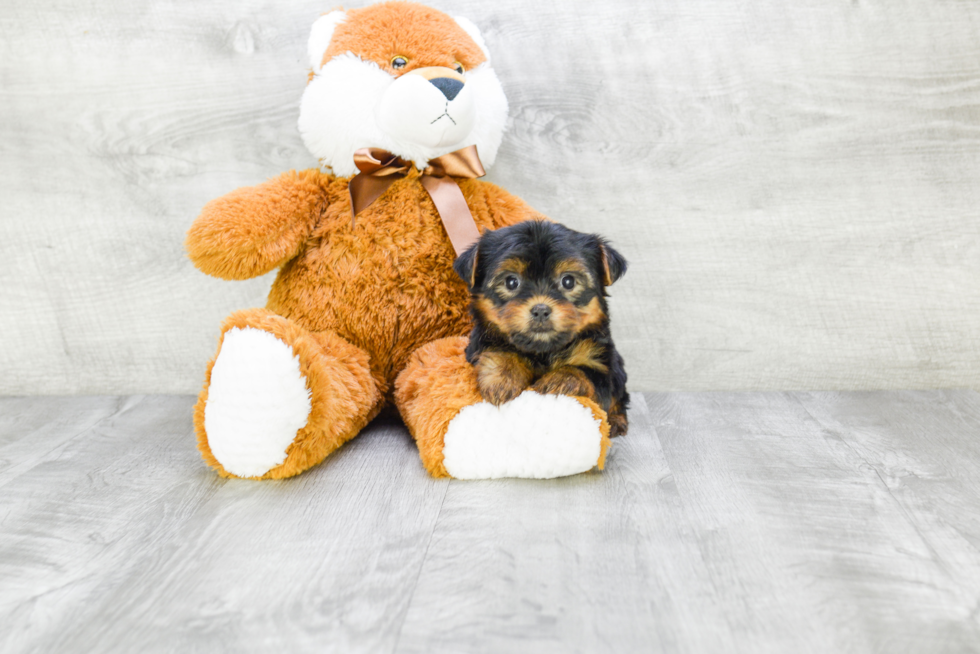 Meet Fiona - our Yorkshire Terrier Puppy Photo 