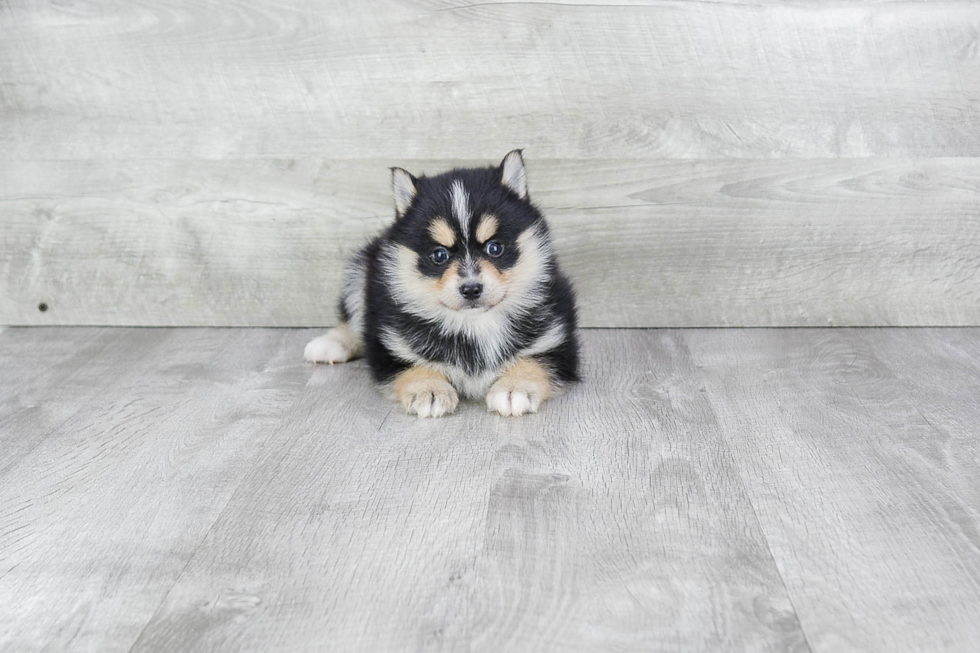 Energetic Mini Husky Designer Puppy