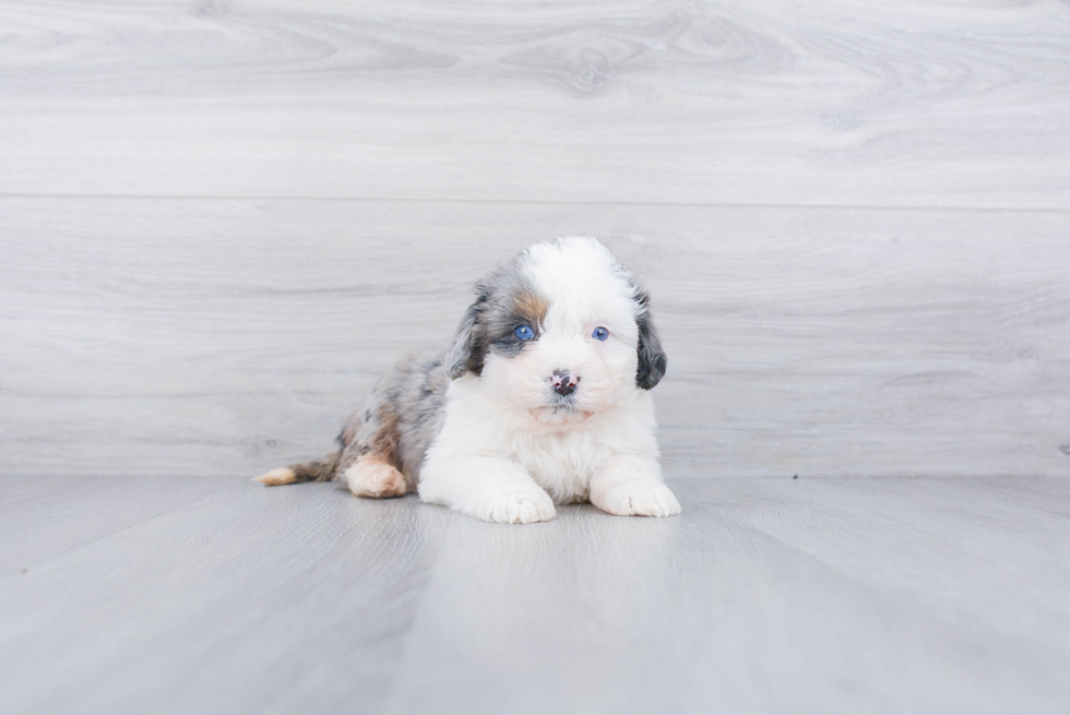 Mini Bernedoodle Puppy for Adoption