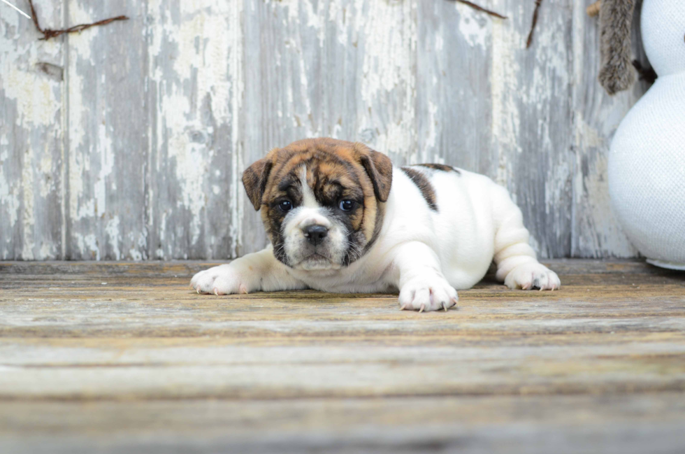 English Bulldog Puppy for Adoption