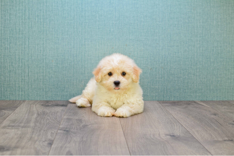 Havanese Puppy for Adoption