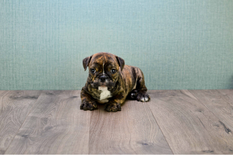 English Bulldog Puppy for Adoption