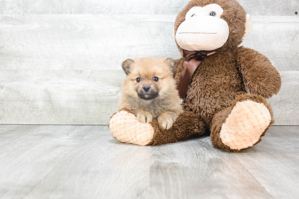 Little Pomeranian Baby