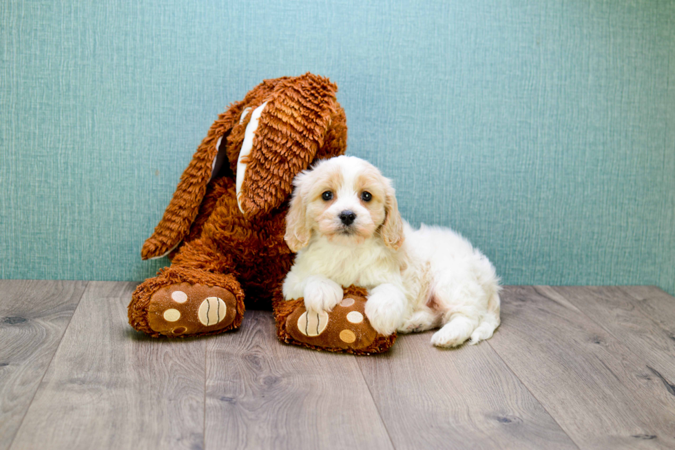 Petite Cavachon Designer Pup