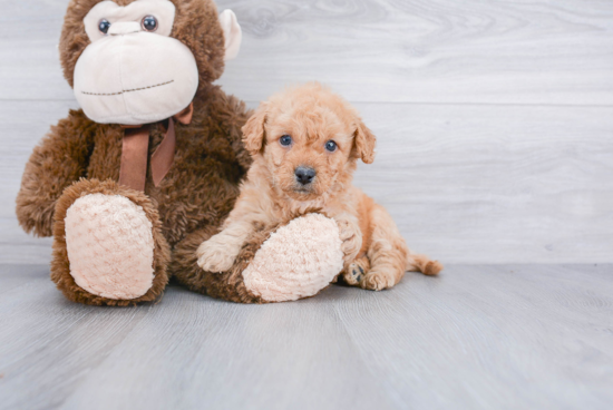 Best Mini Goldendoodle Baby