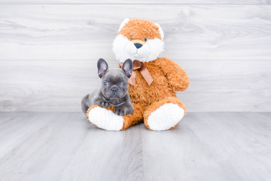 Energetic Frenchie Purebred Puppy