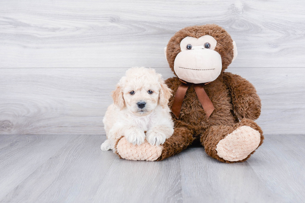 Mini Goldendoodle Pup Being Cute