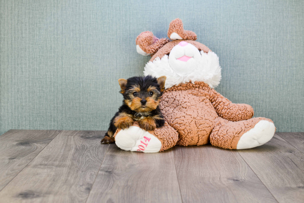 Meet Ronaldo - our Yorkshire Terrier Puppy Photo 