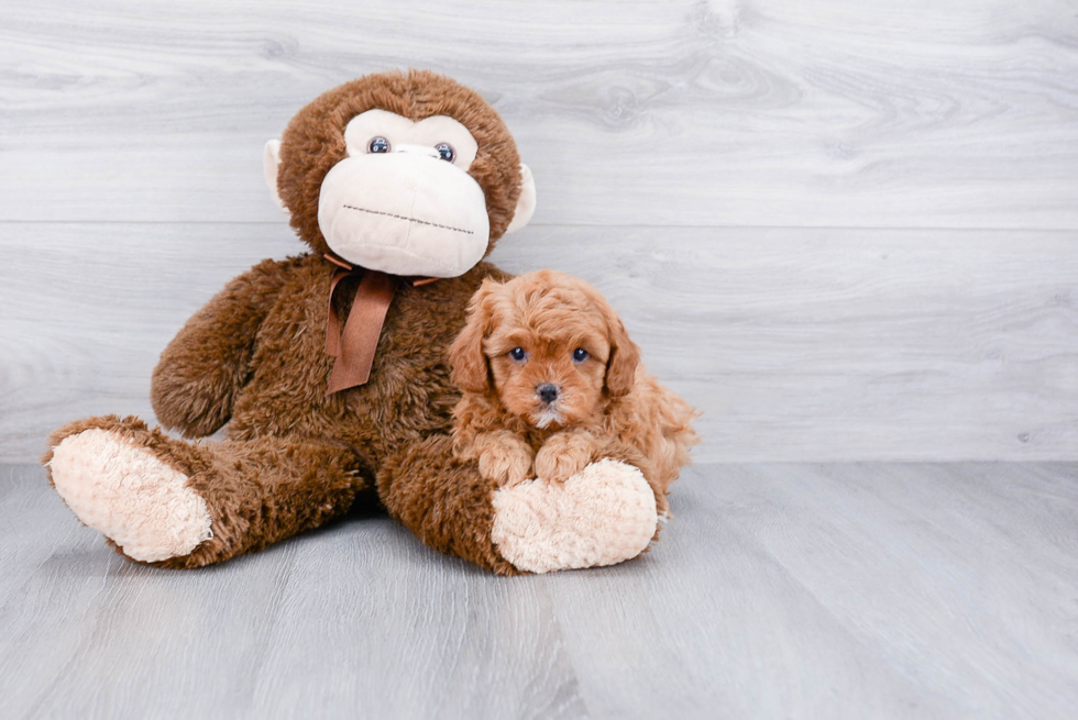 Adorable Cavoodle Poodle Mix Puppy