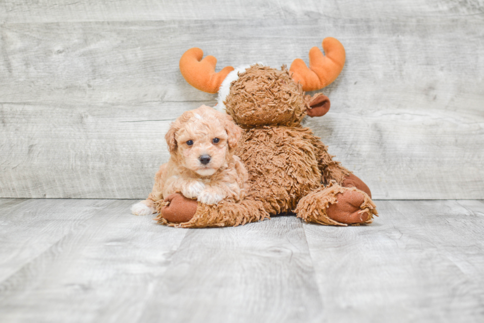 Maltipoo Pup Being Cute