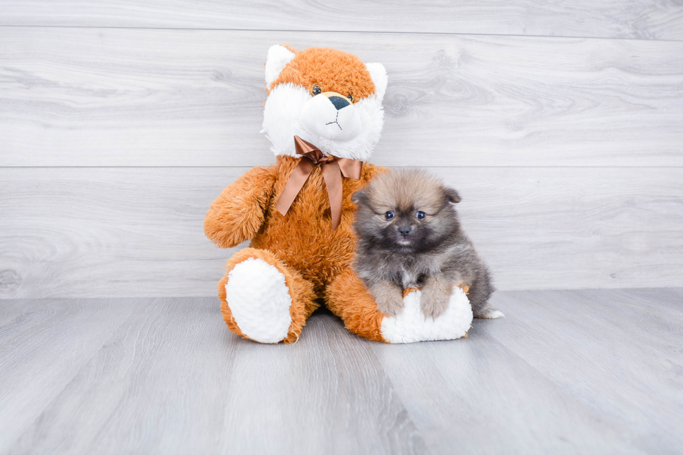 Funny Pomeranian Purebred Pup