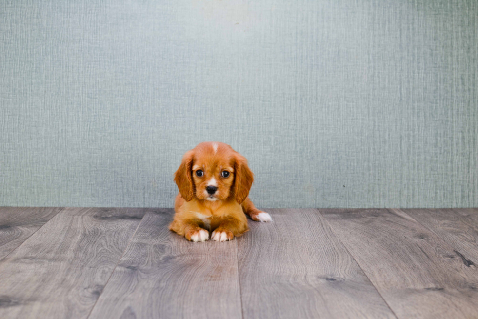 Cavalier King Charles Spaniel Puppy for Adoption