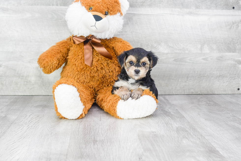 Small Morkie Baby