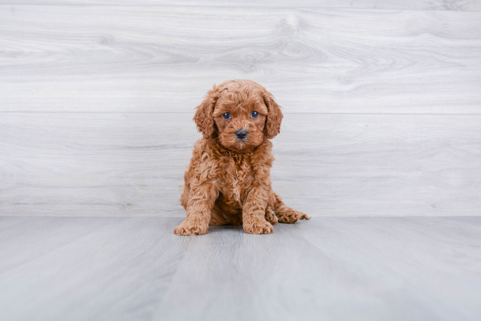 Cavapoo Pup Being Cute