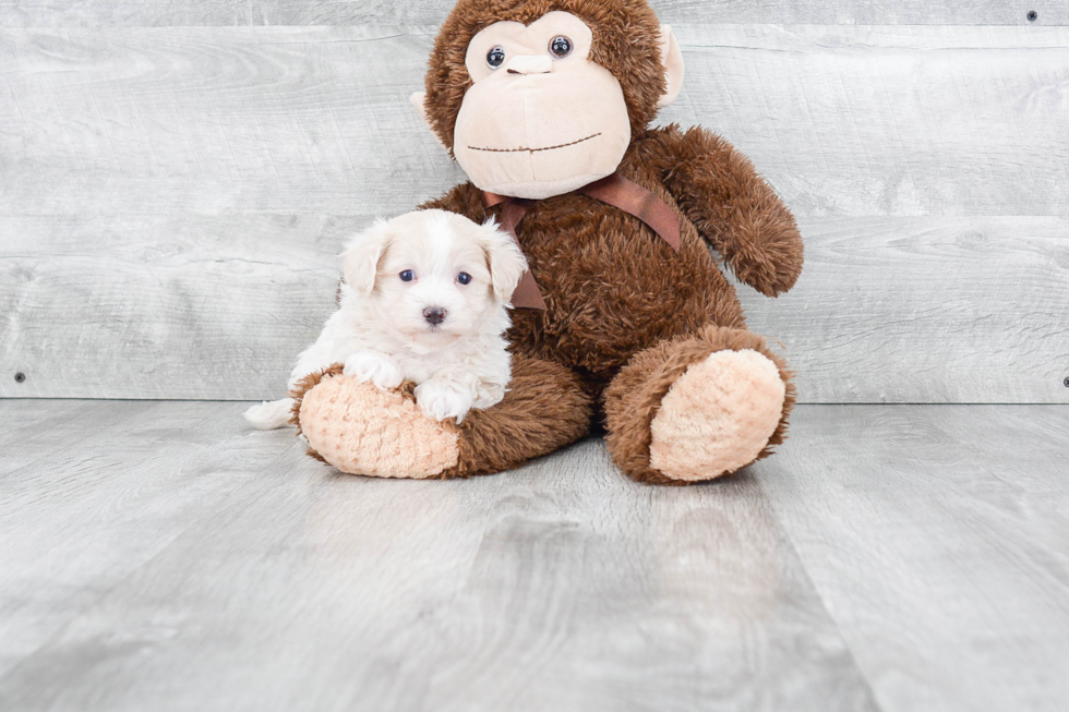 Popular Maltipoo Poodle Mix Pup