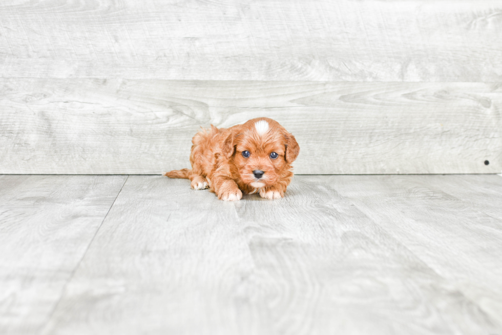 Cavapoo Pup Being Cute