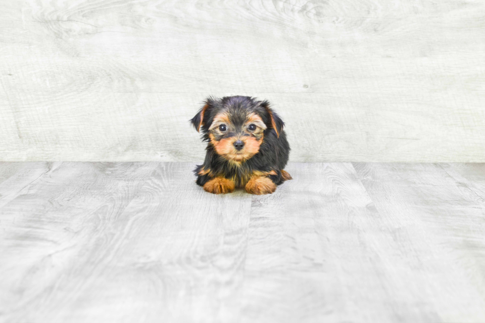 Meet Fiona - our Yorkshire Terrier Puppy Photo 