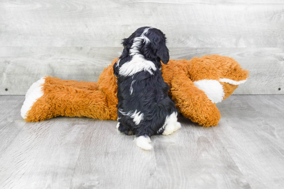 Little Cavalier King Charles Spaniel Baby