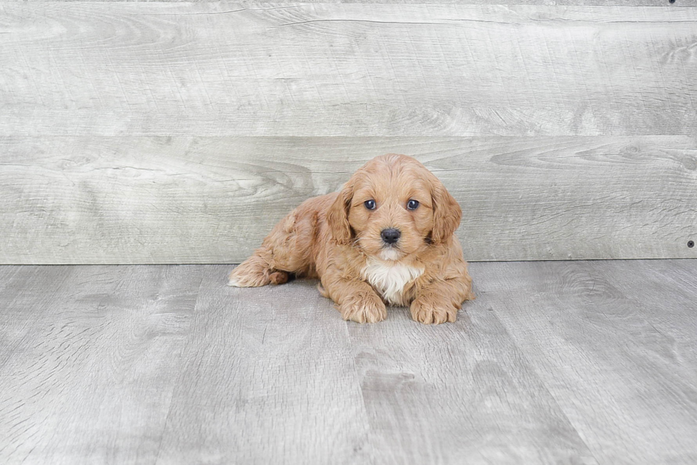 Popular Cavapoo Poodle Mix Pup