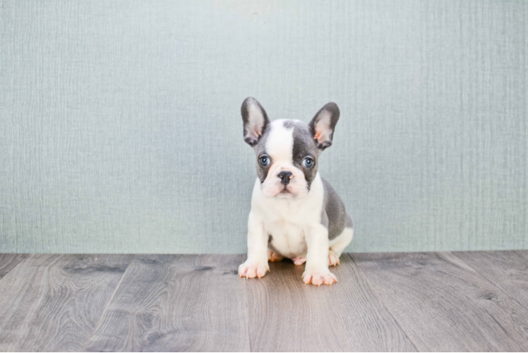 Little French Bulldog Baby