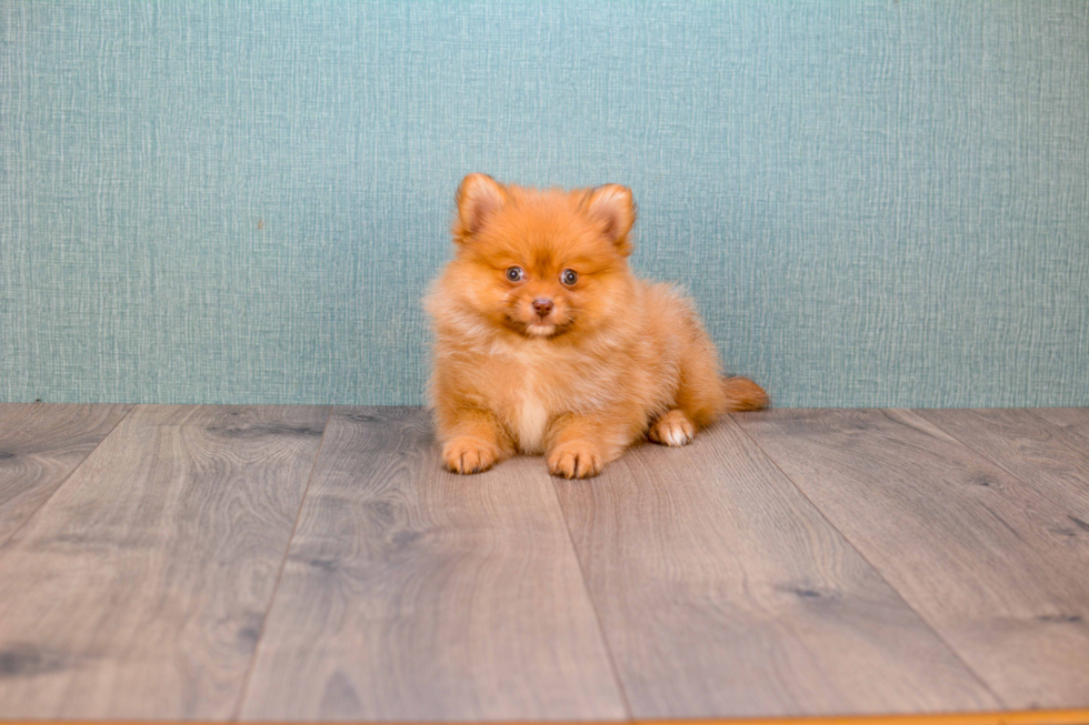 Pomeranian Puppy for Adoption