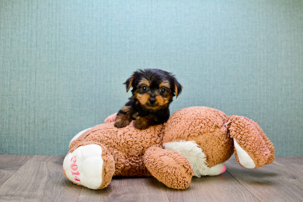 Meet Joey - our Yorkshire Terrier Puppy Photo 