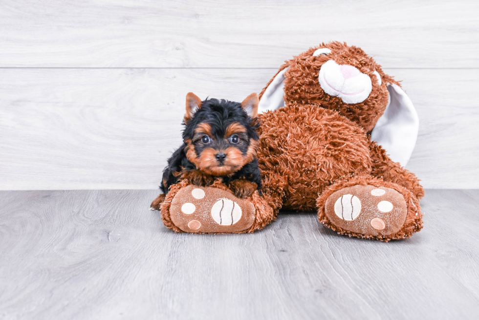 Meet Ronaldo - our Yorkshire Terrier Puppy Photo 