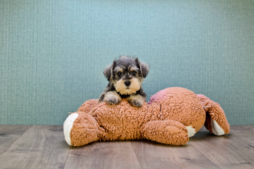 Mini Schnauzer Pup Being Cute