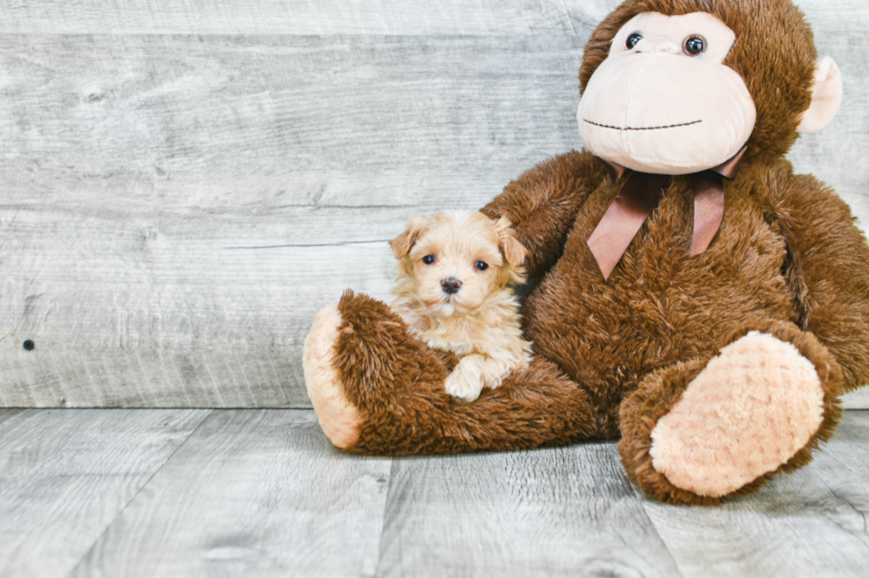 Happy Maltipoo Baby