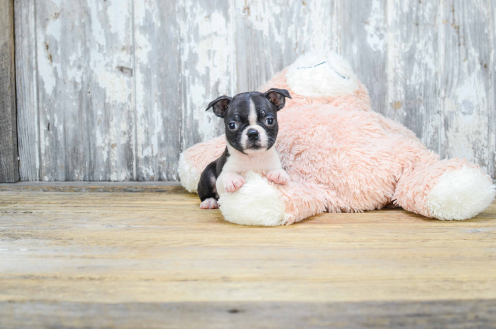 Best Boston Terrier Baby