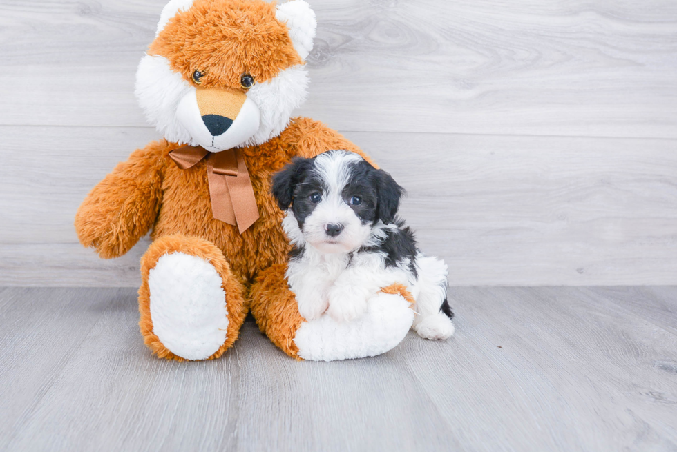 Playful Havanese Purebred Pup