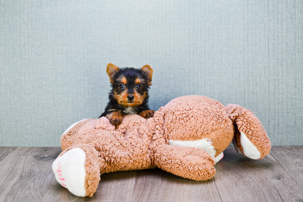 Meet Jess - our Yorkshire Terrier Puppy Photo 