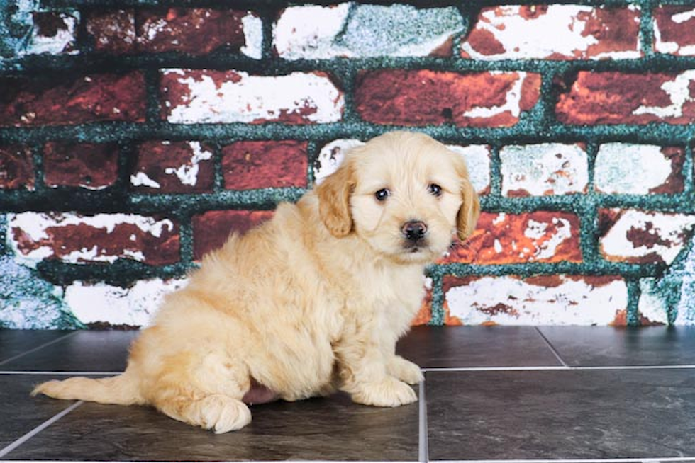 Mini Goldendoodle Pup Being Cute