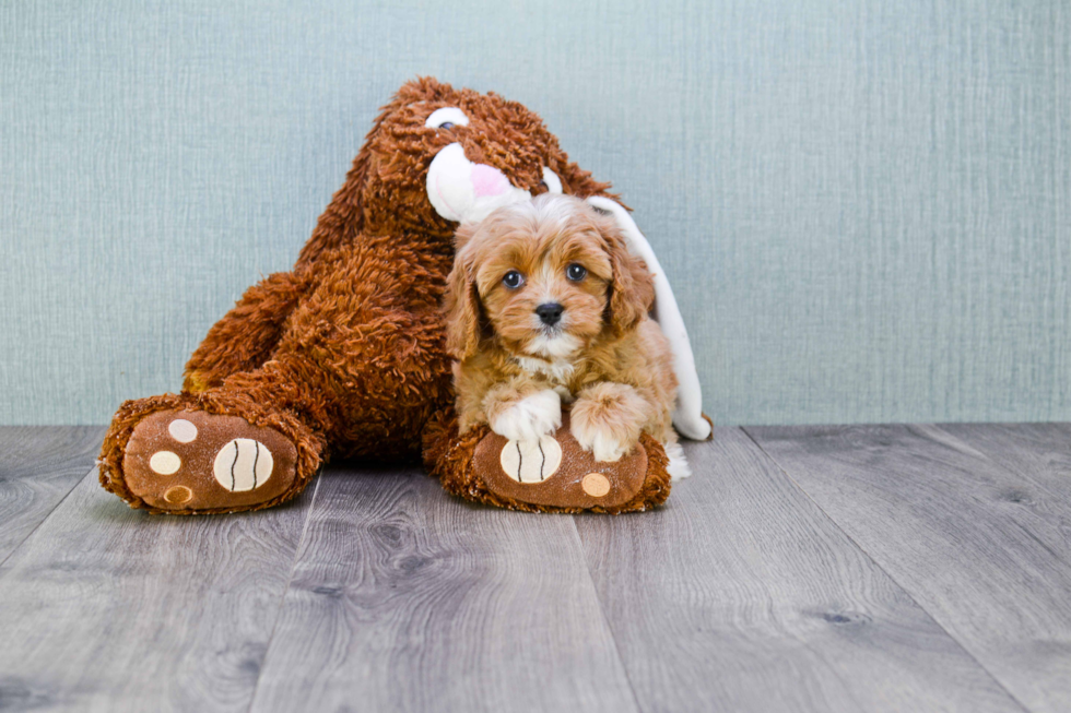 Playful Cavoodle Poodle Mix Puppy