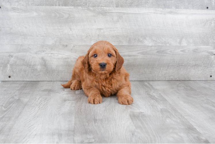 Petite Mini Goldendoodle Poodle Mix Pup