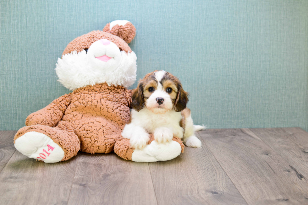 Petite Cavachon Designer Pup