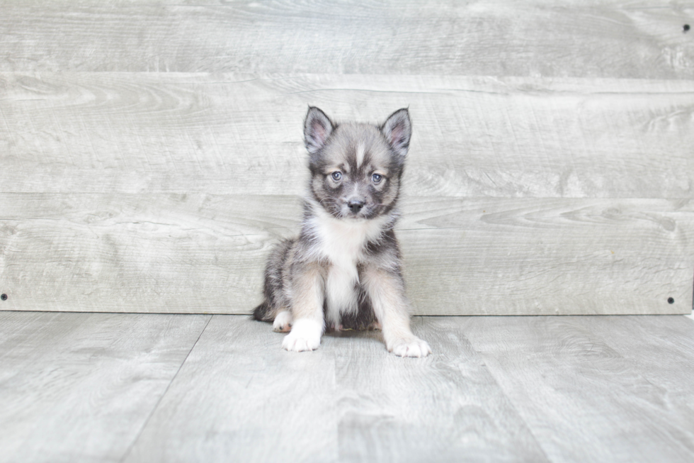 Little Mini Husky Designer Puppy