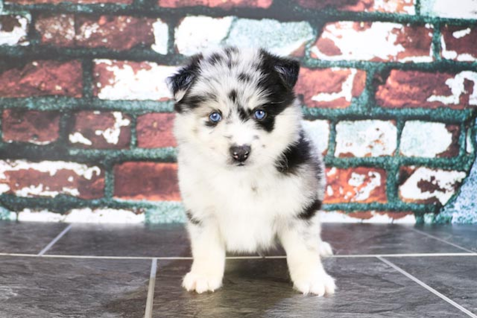 Playful Mini Husky Designer Puppy