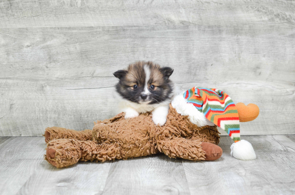 Pomeranian Puppy for Adoption