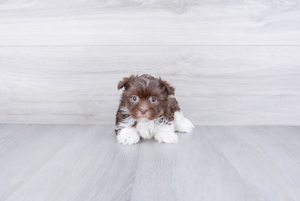 Havanese Pup Being Cute