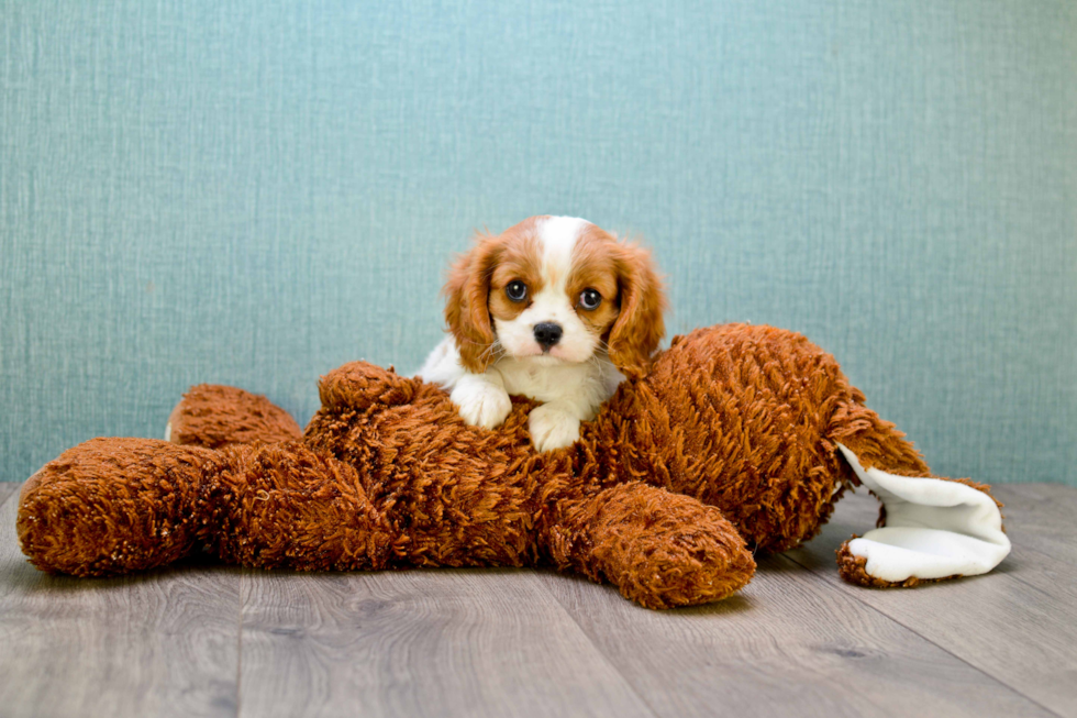 Friendly Cavalier King Charles Spaniel Purebred Pup